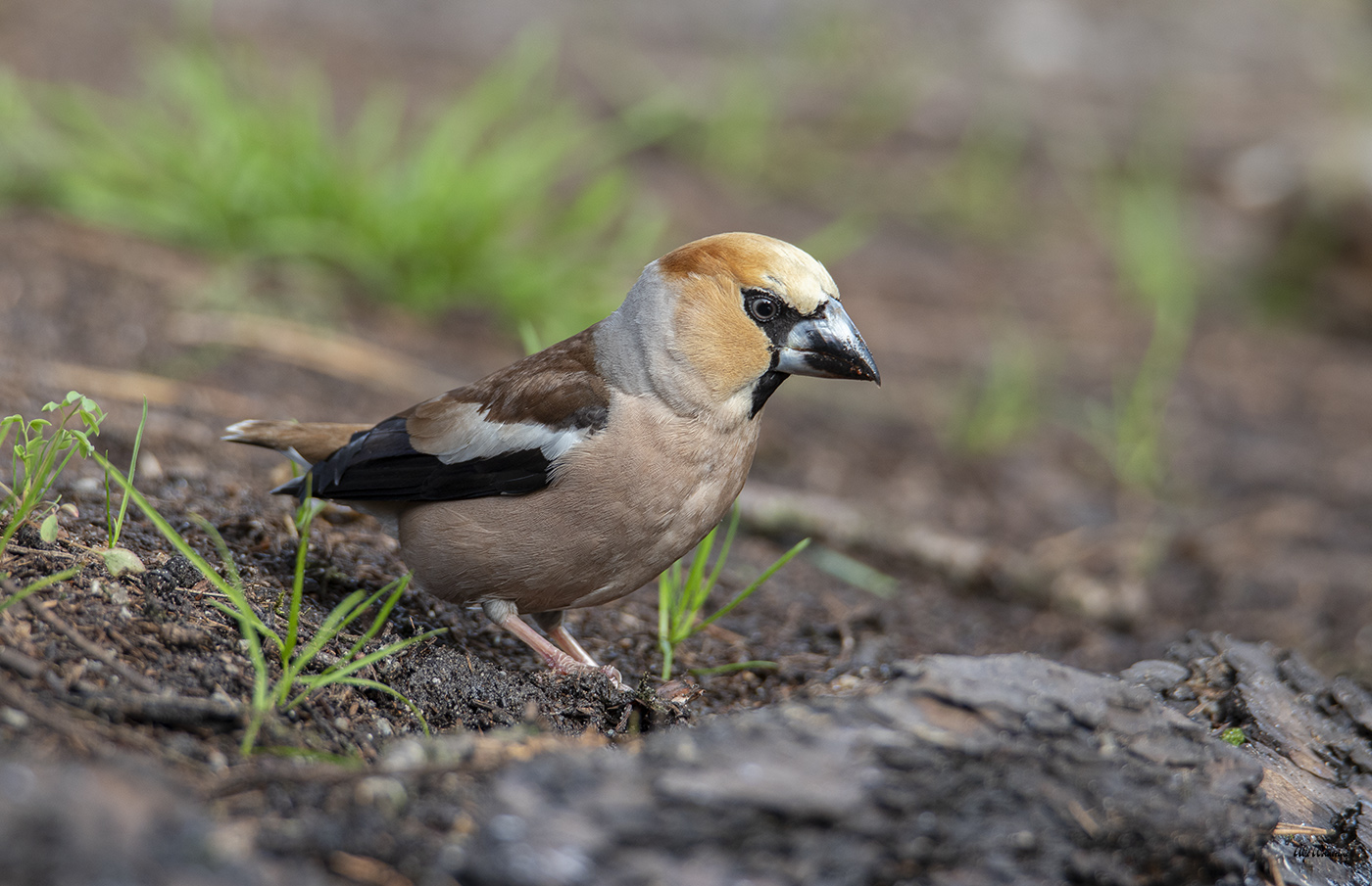 Appelvink