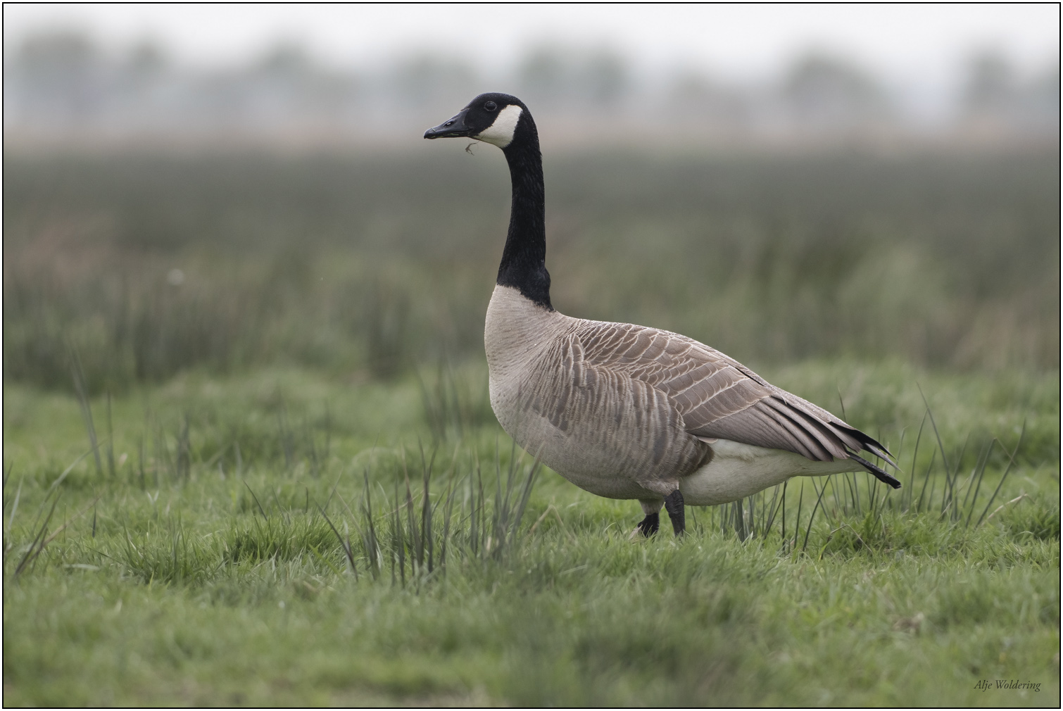 Grote canadese gans