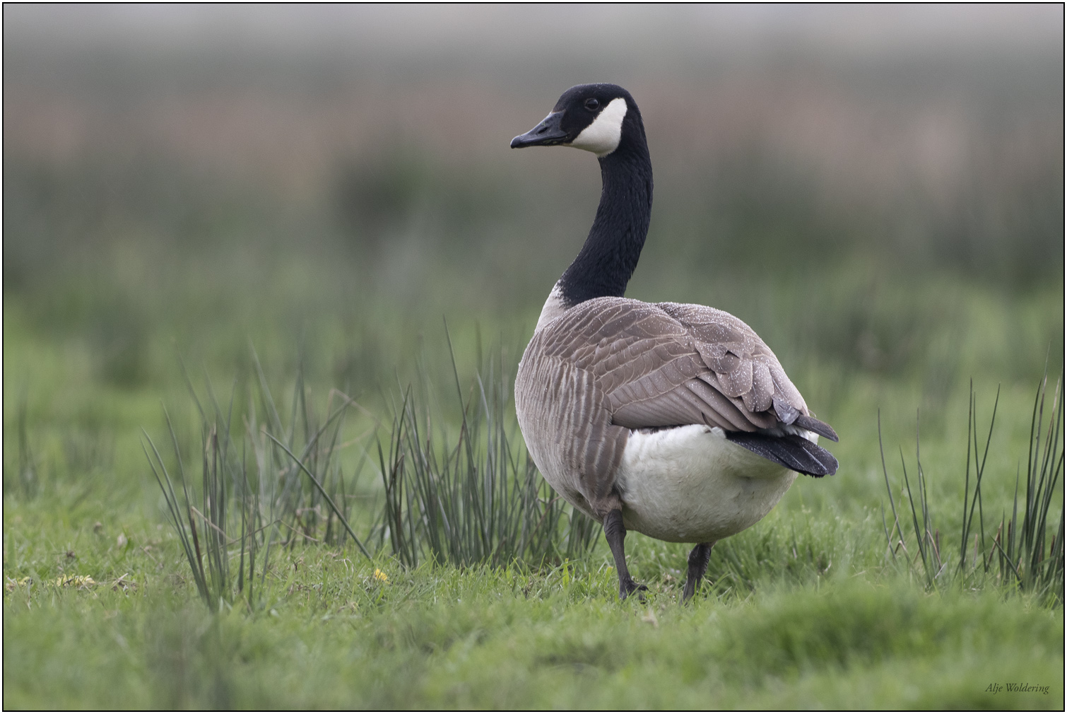 Grote canadese gans