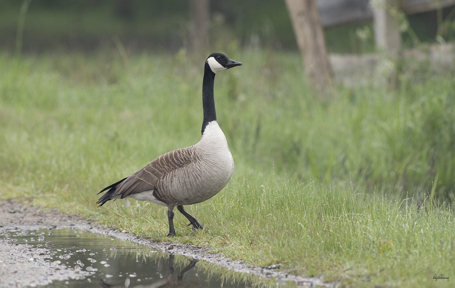 Grote canadese gans