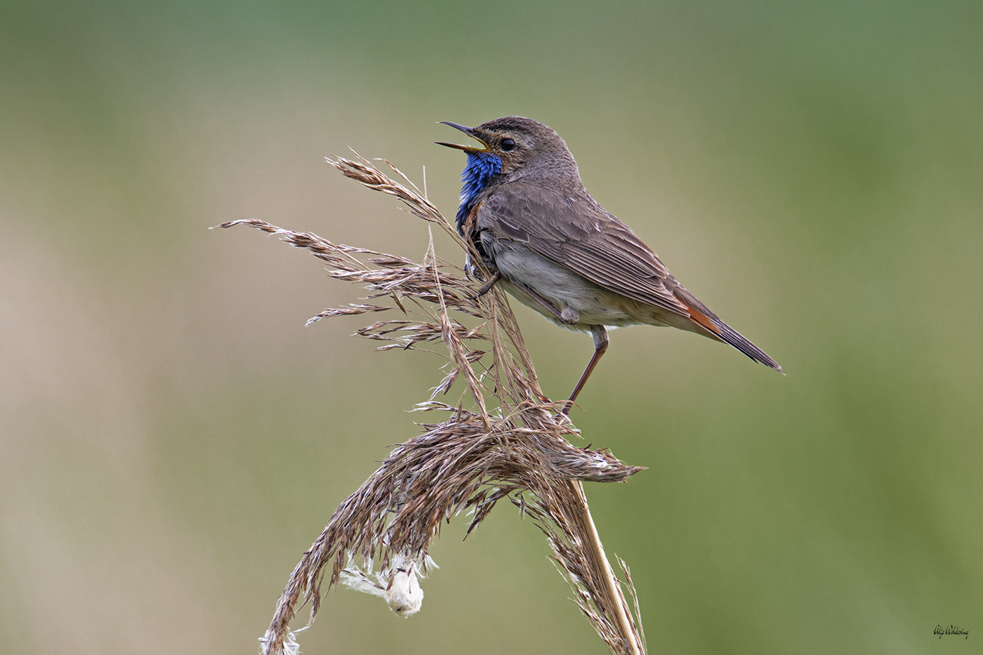 Blauwborst