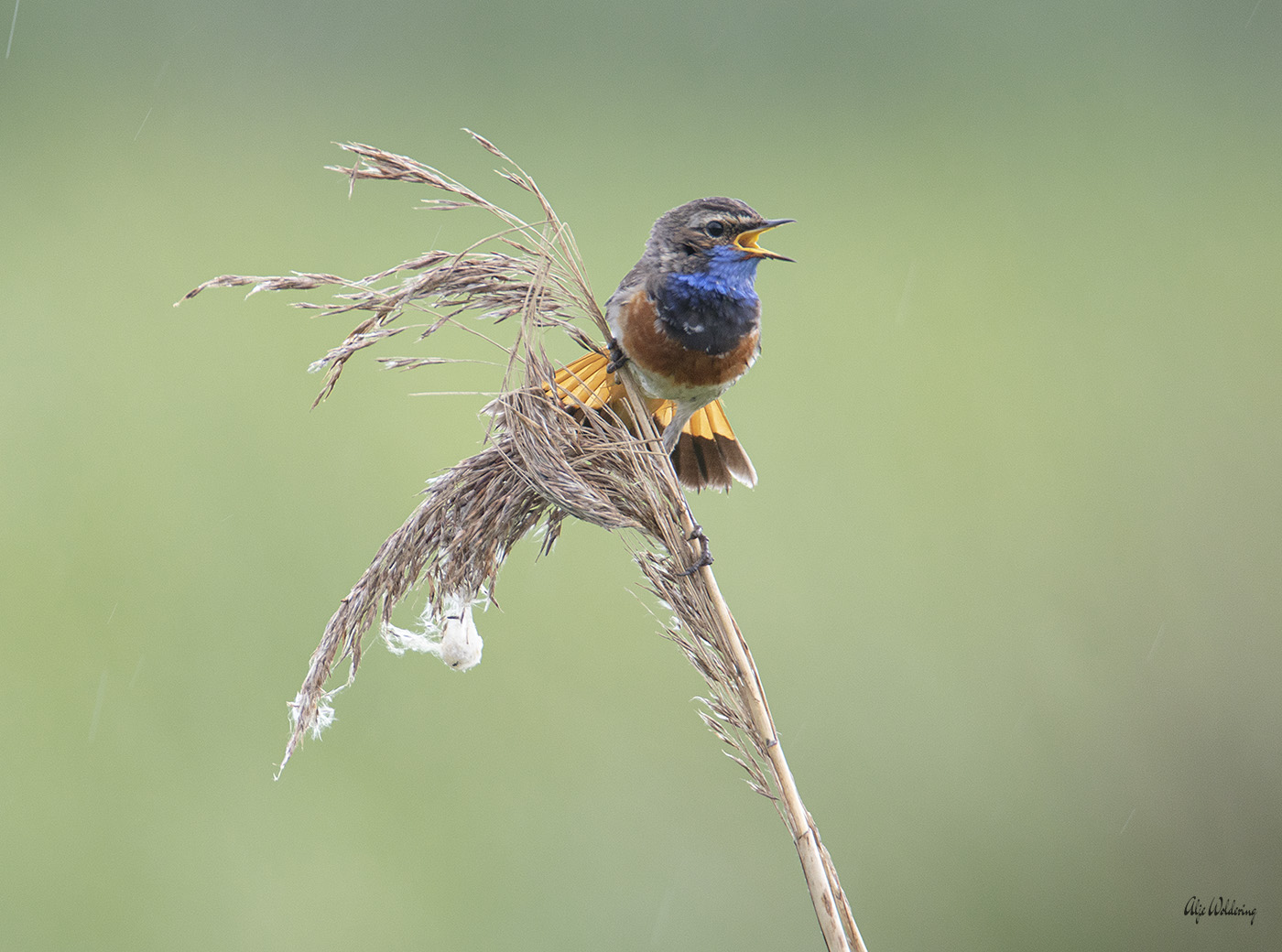 Blauwborst