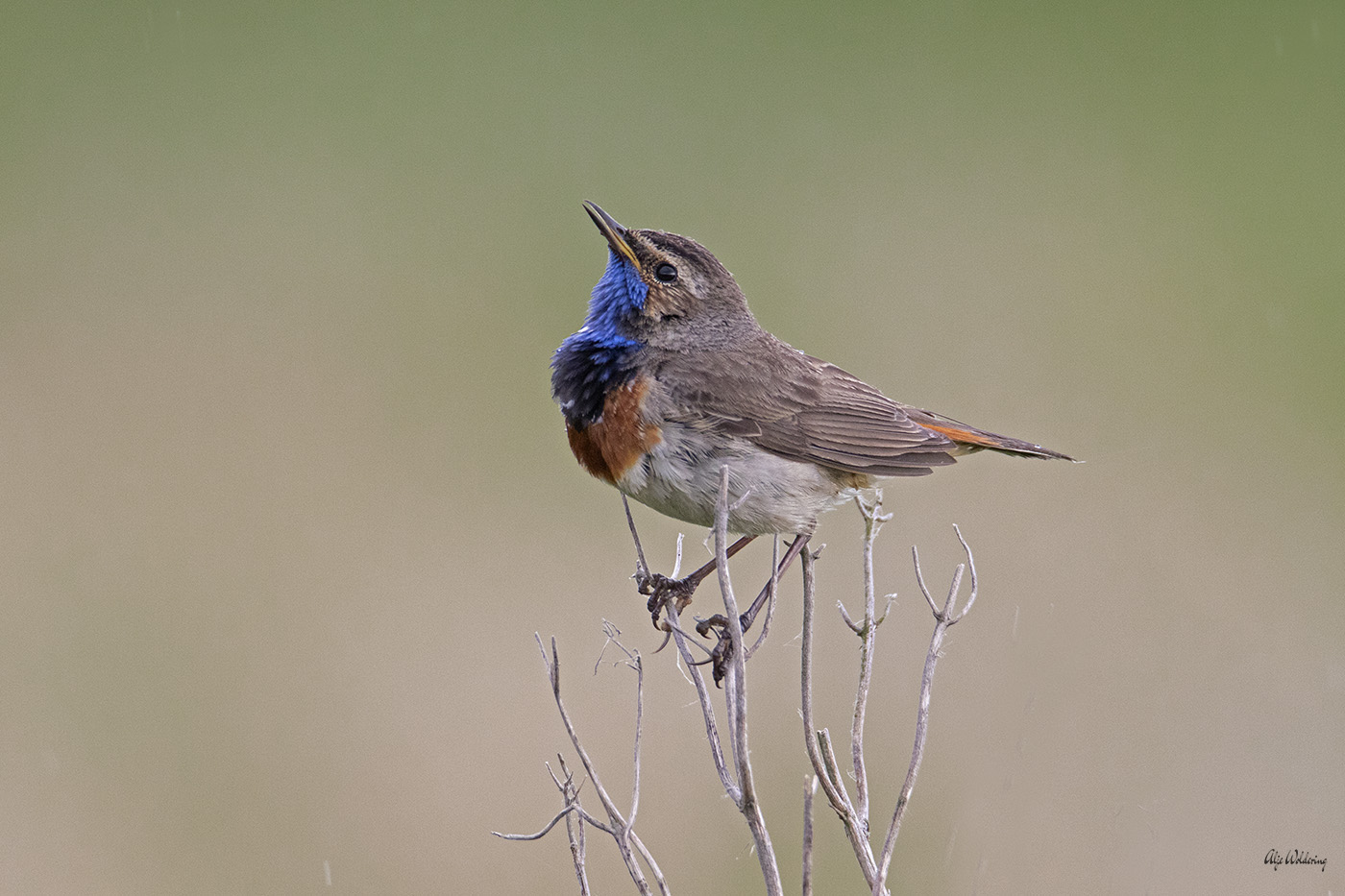 Blauwborst