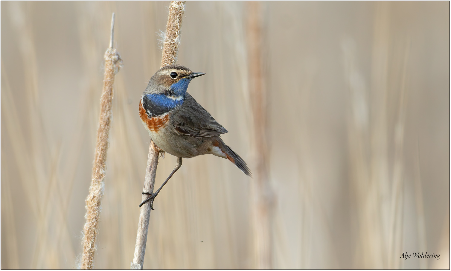 Blauwborst