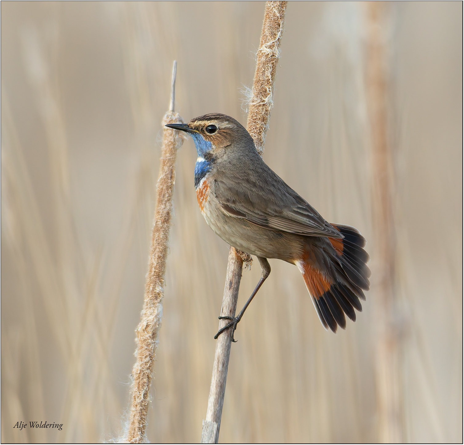 Blauwborst