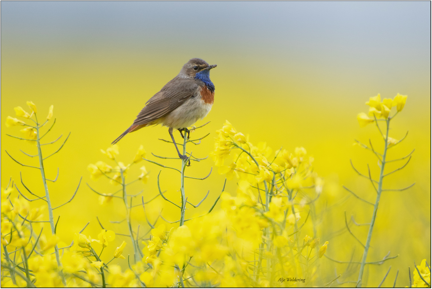 Blauwborst