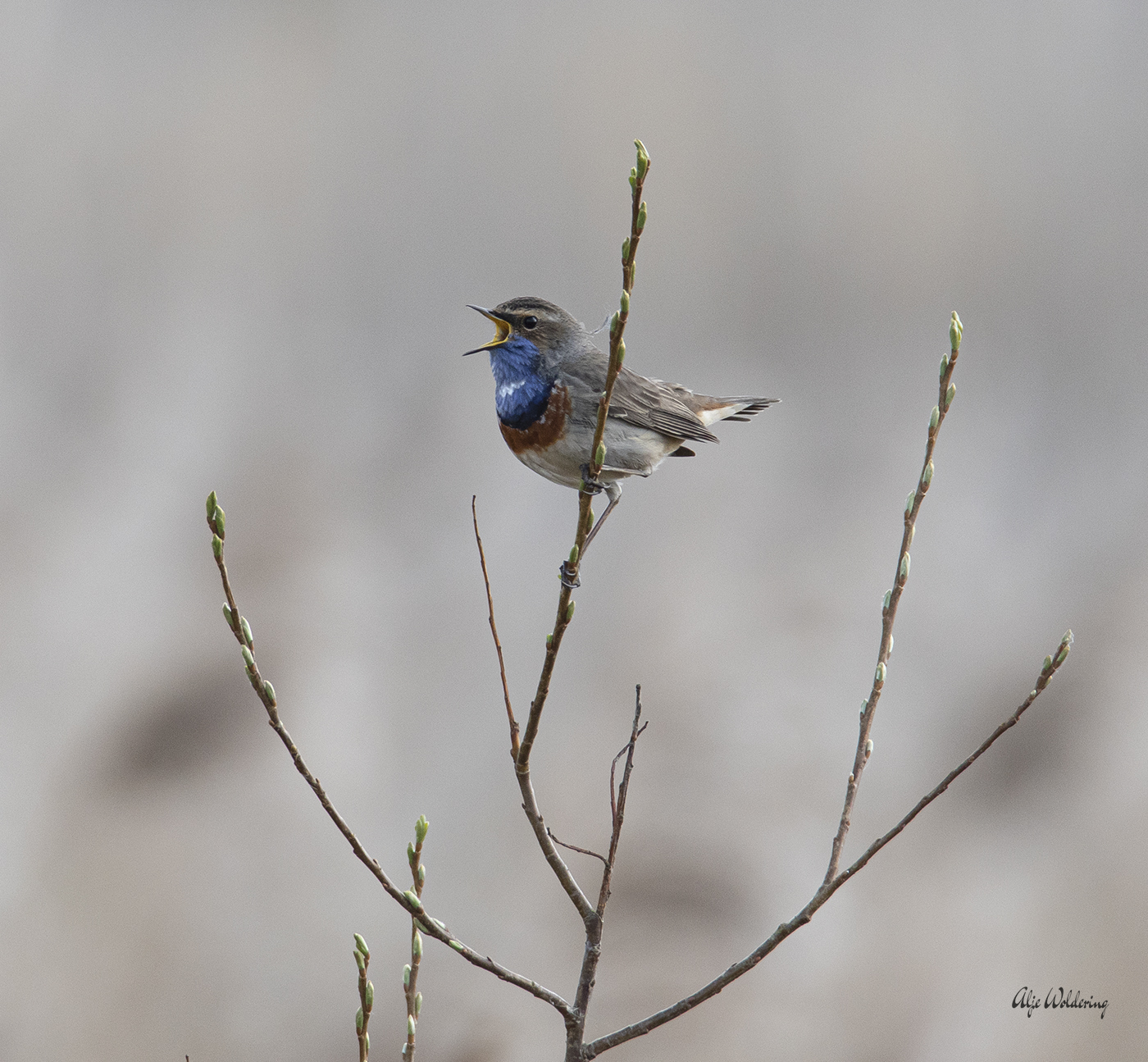 Blauwborst