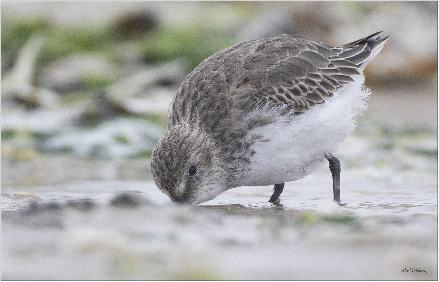 Bonte strandloper