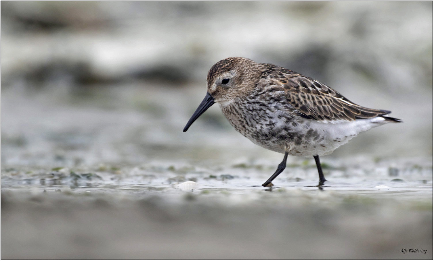 Bonte strandloper