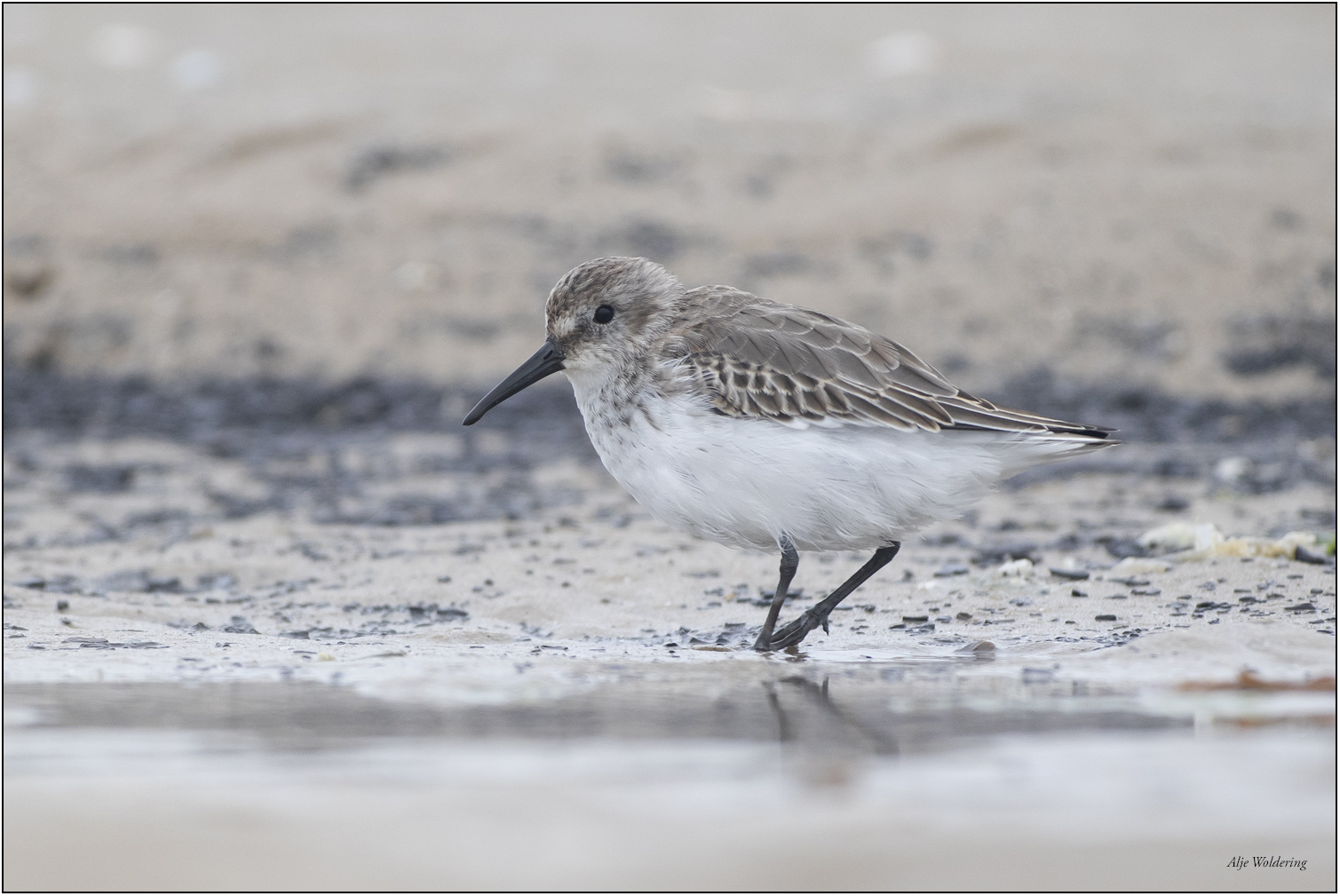 Bonte strandloper