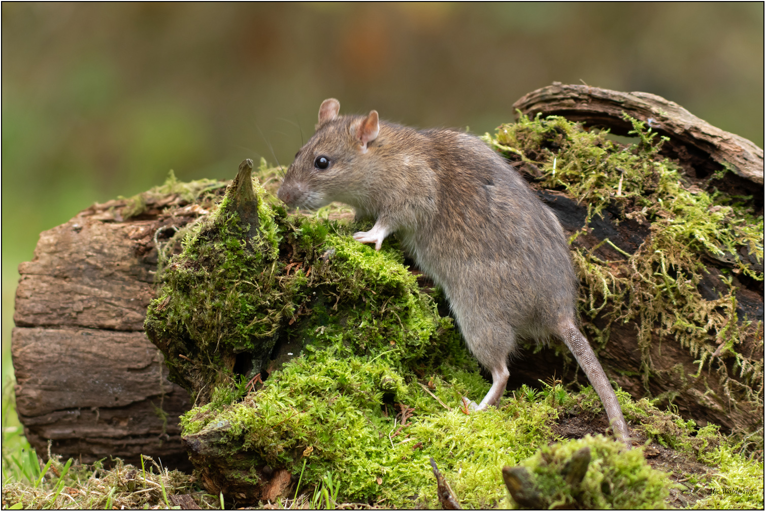 Bruine rat