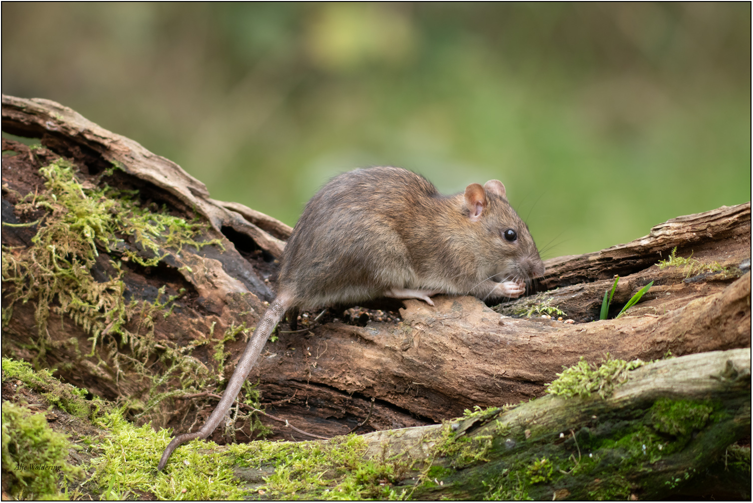 Bruine rat