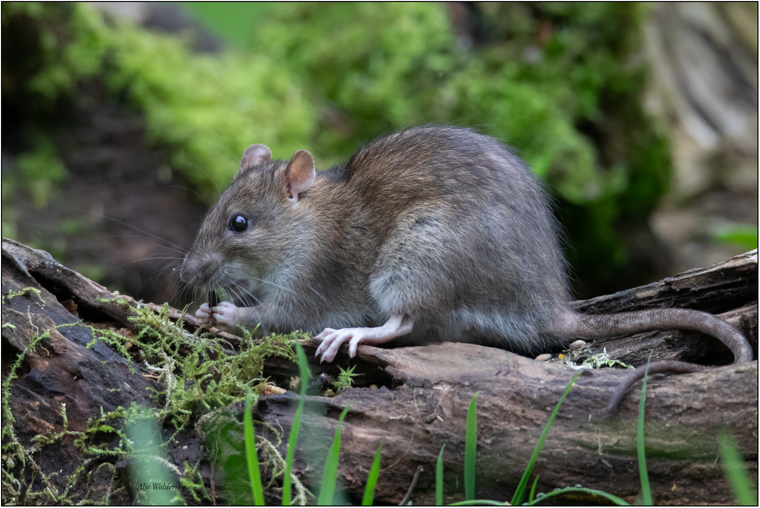 Bruine rat
