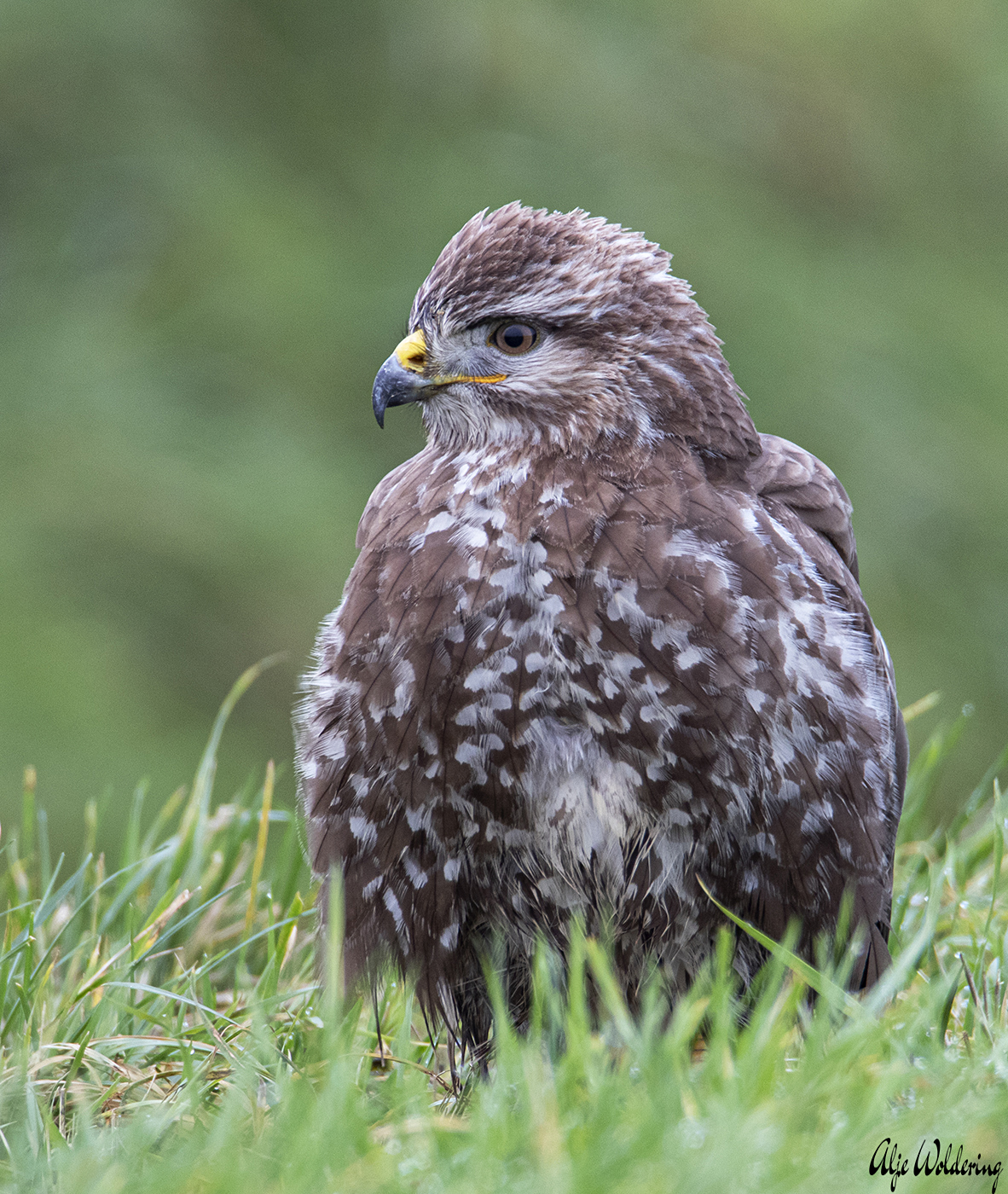 Buizerd