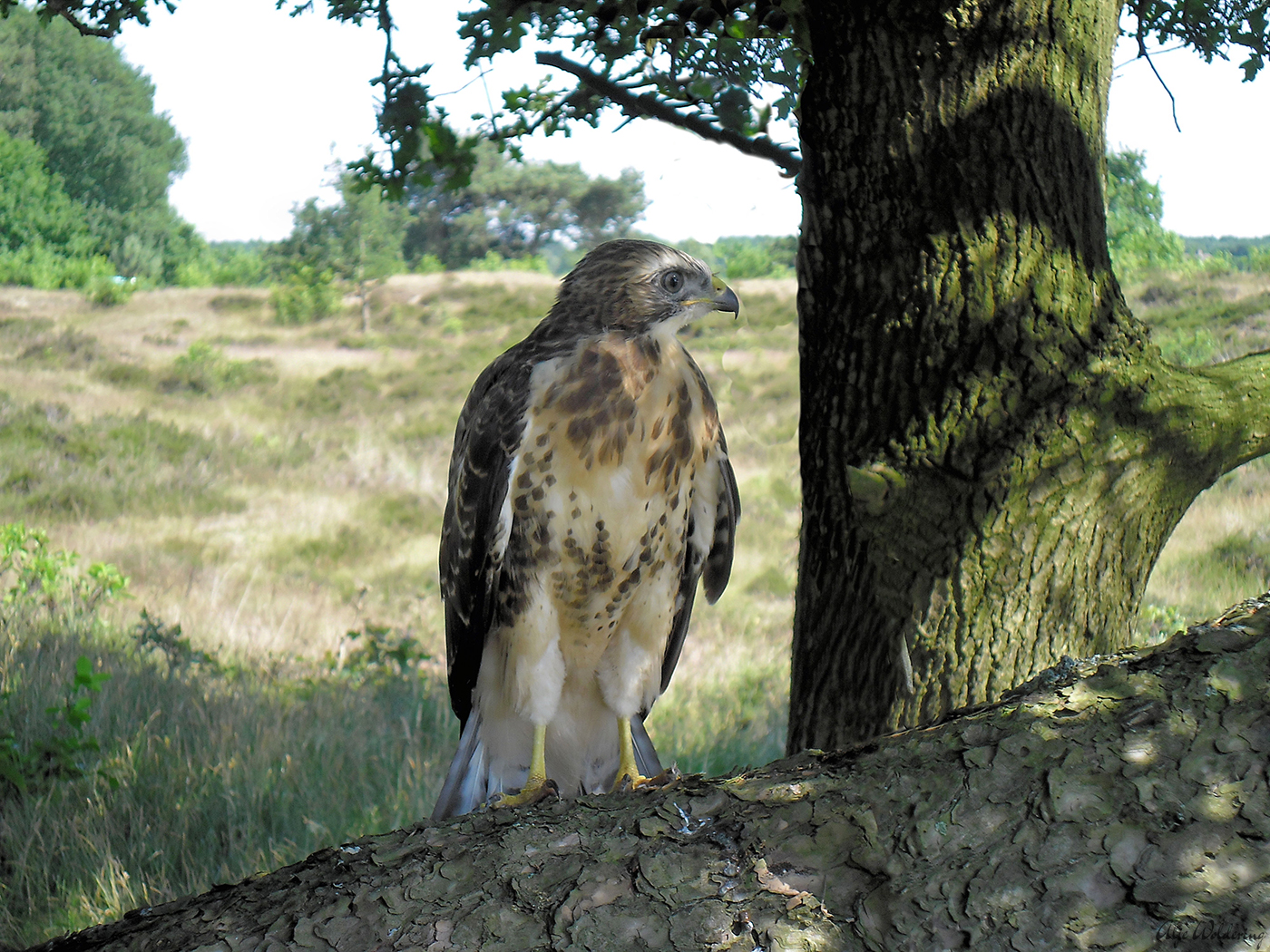 Buizerd