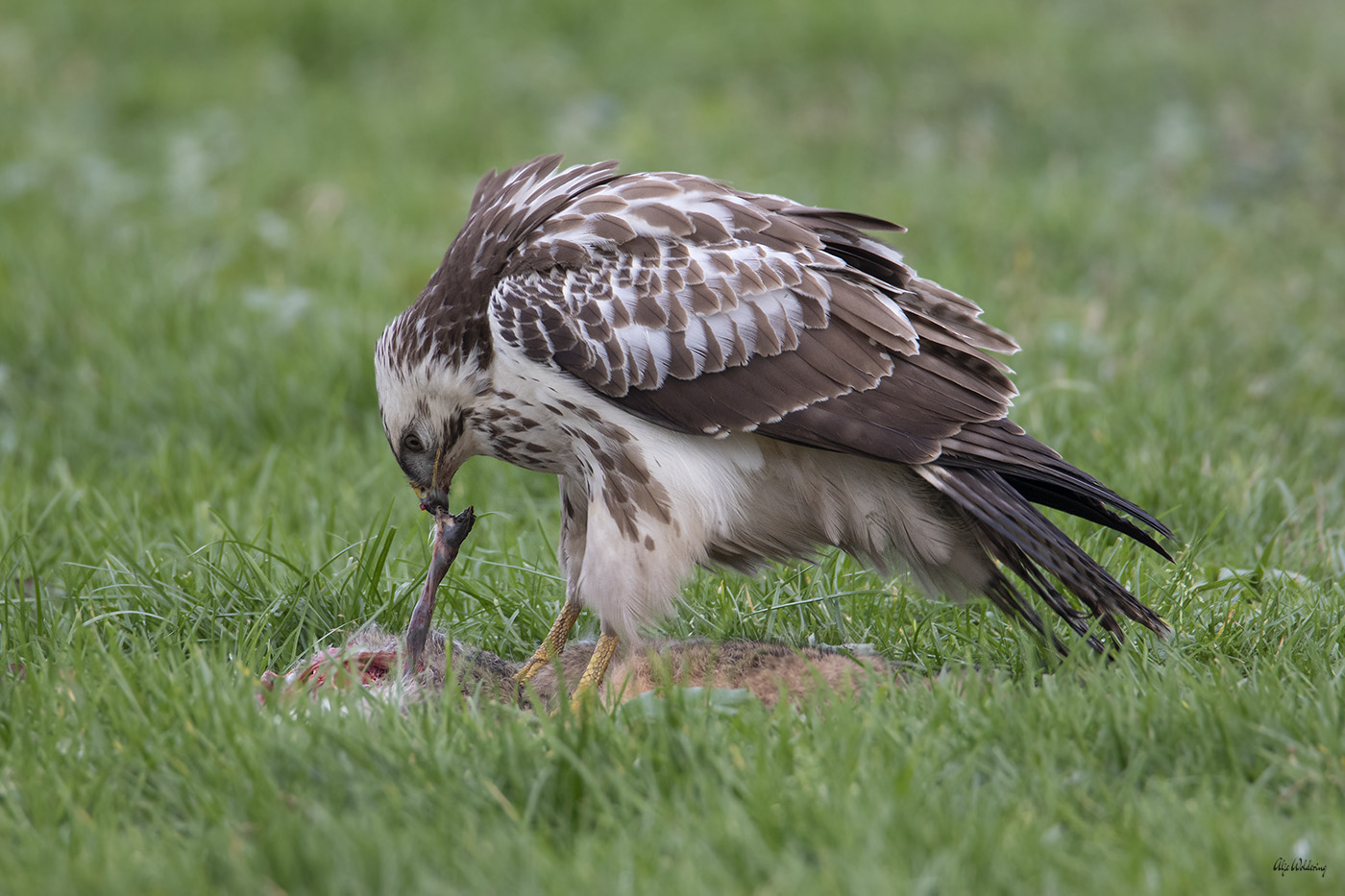 Buizerd