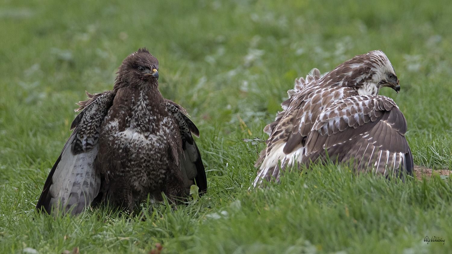 Buizerd