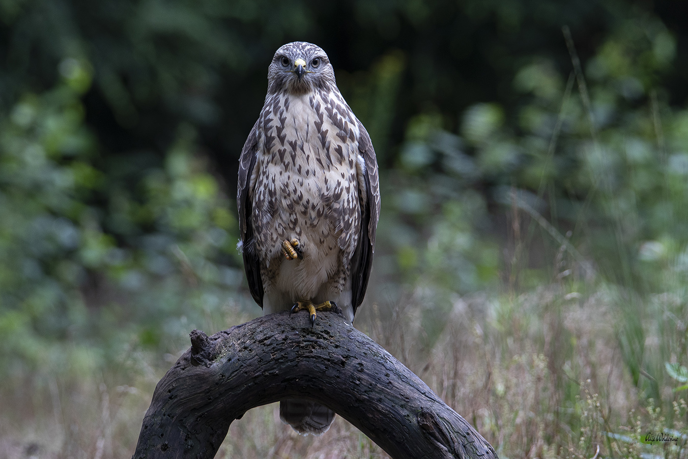 Buizerd