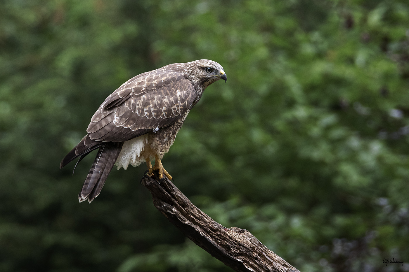 Buizerd