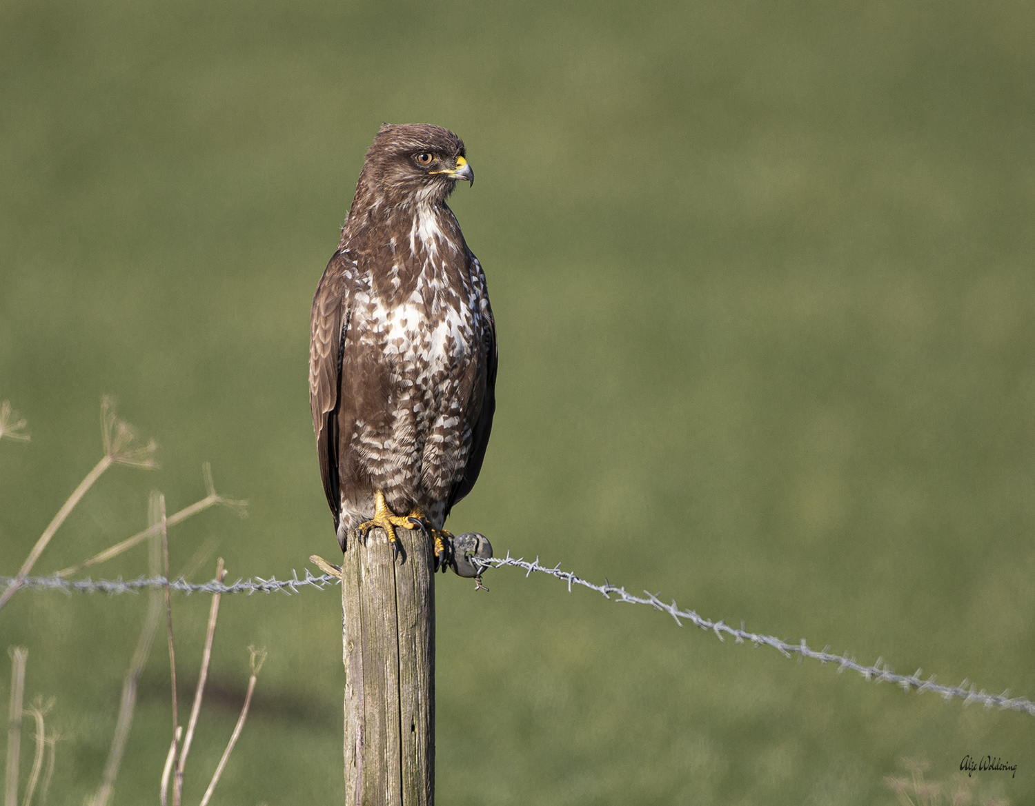Buizerd
