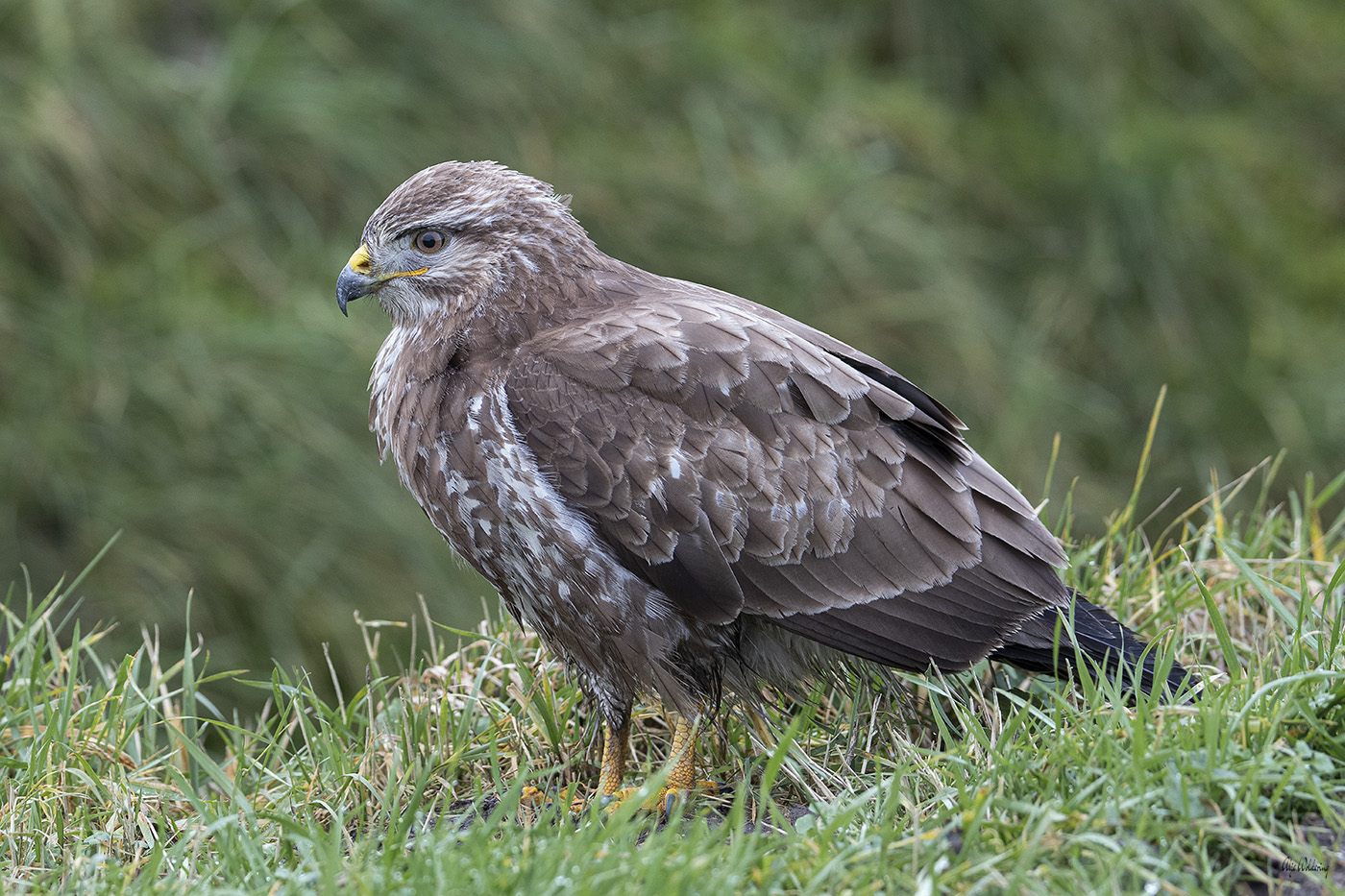 Buizerd