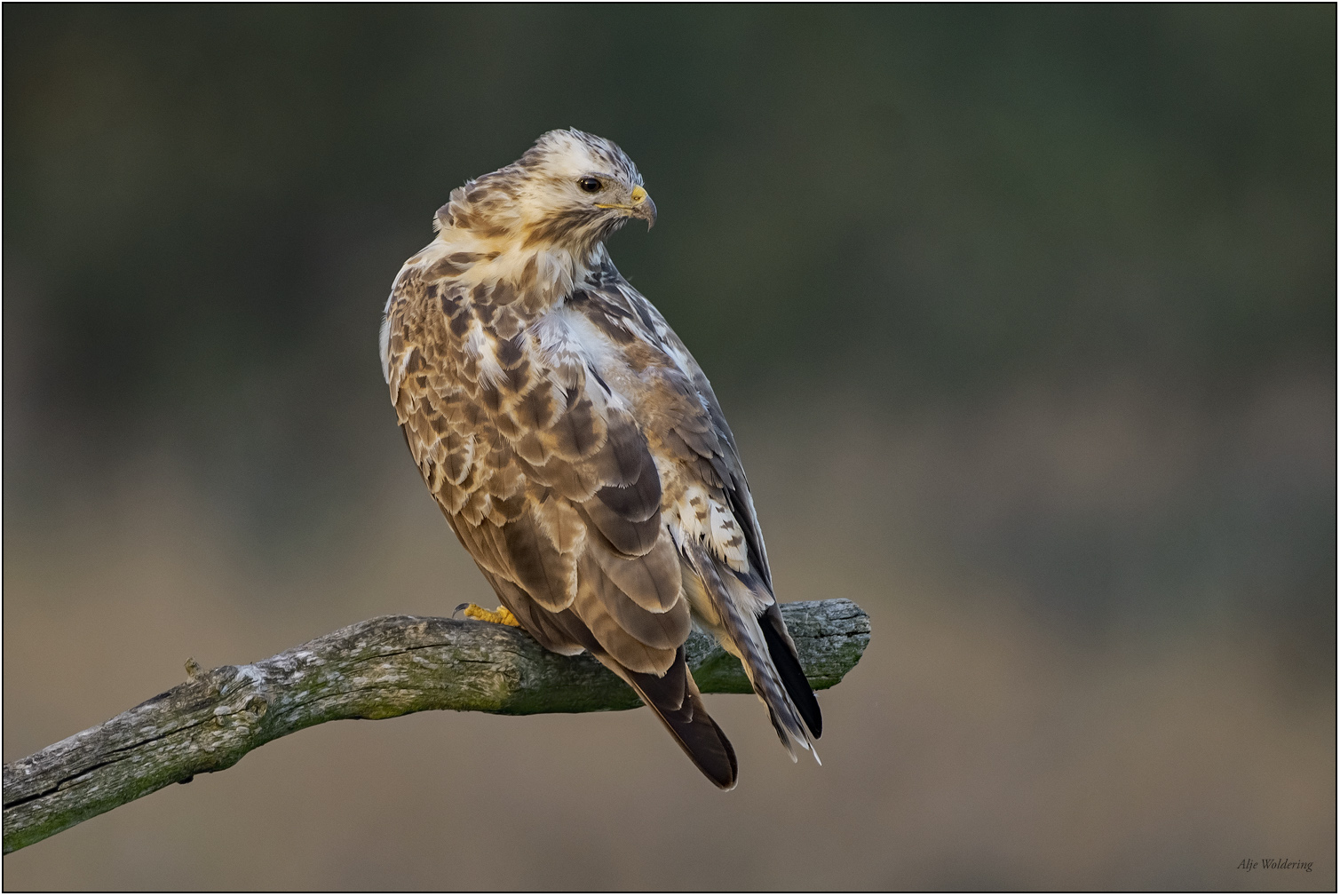 Buizerd
