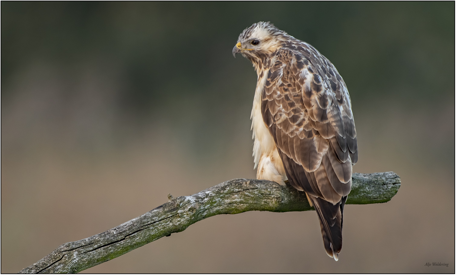 Buizerd