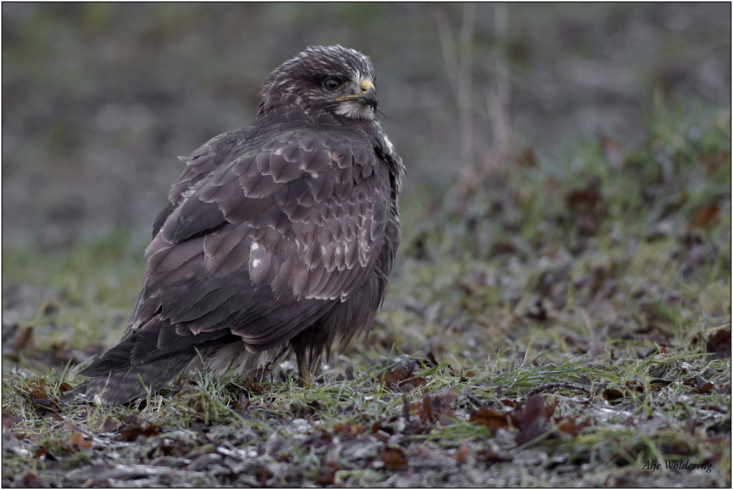 Buizerd
