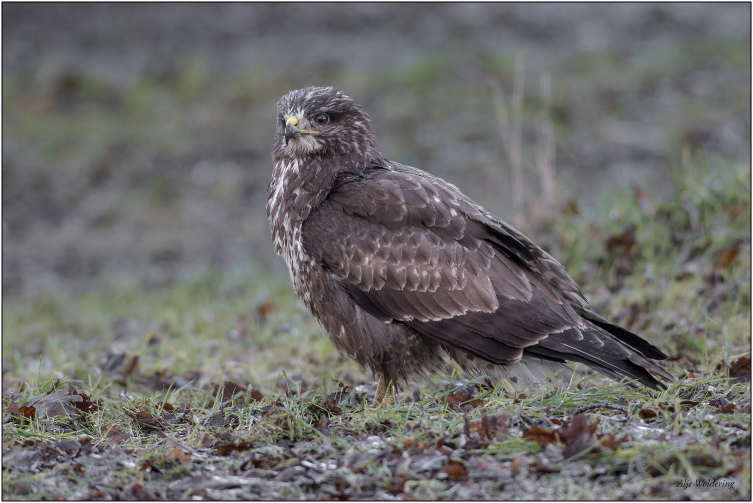 Buizerd