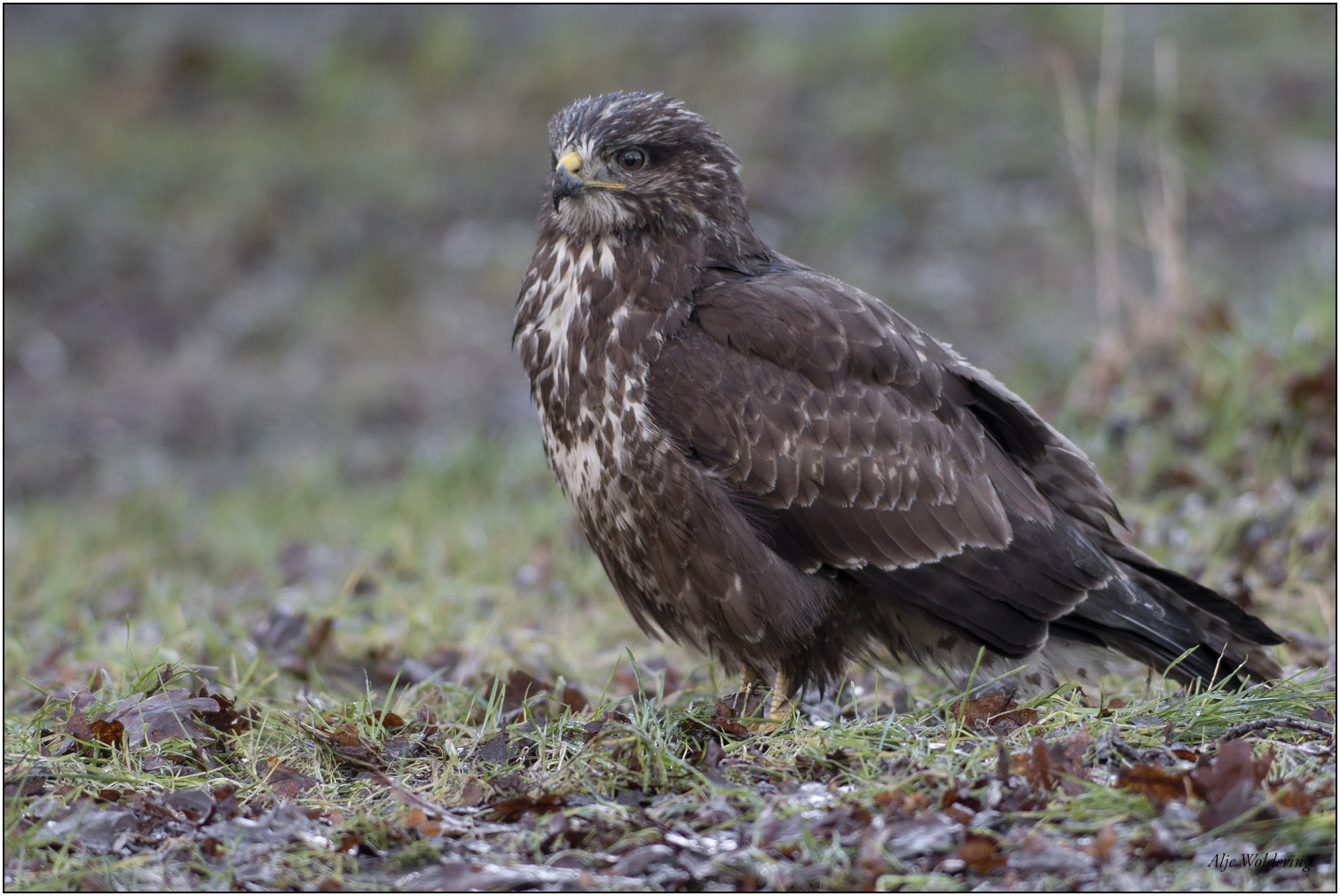 Buizerd