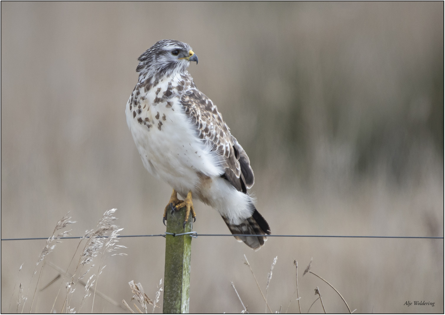 Buizerd