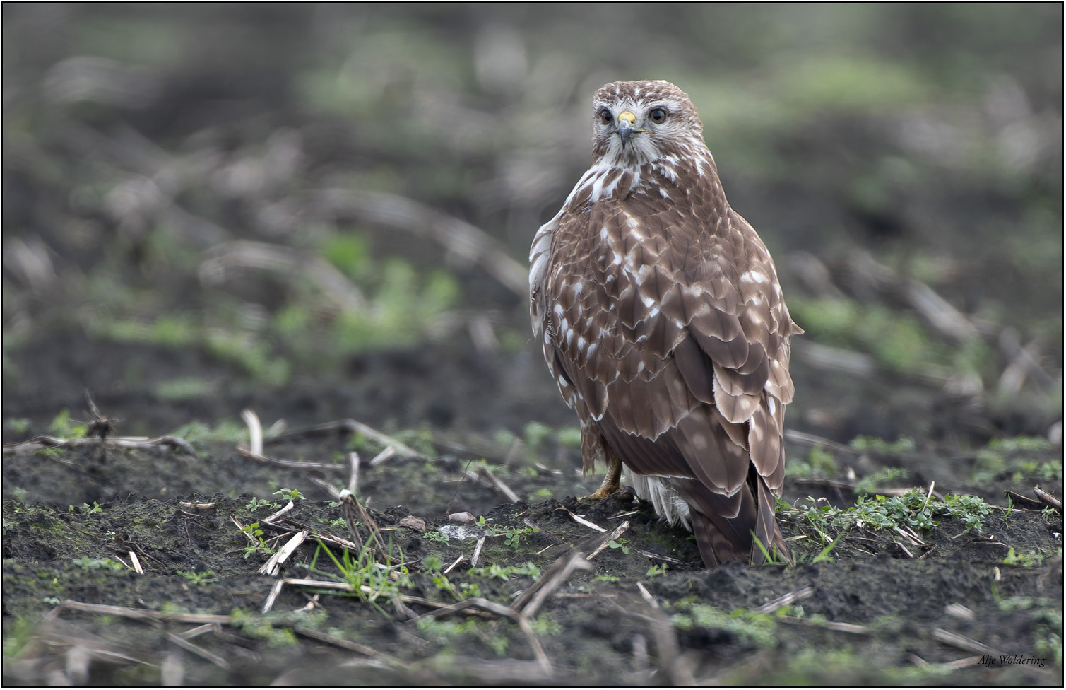 Buizerd