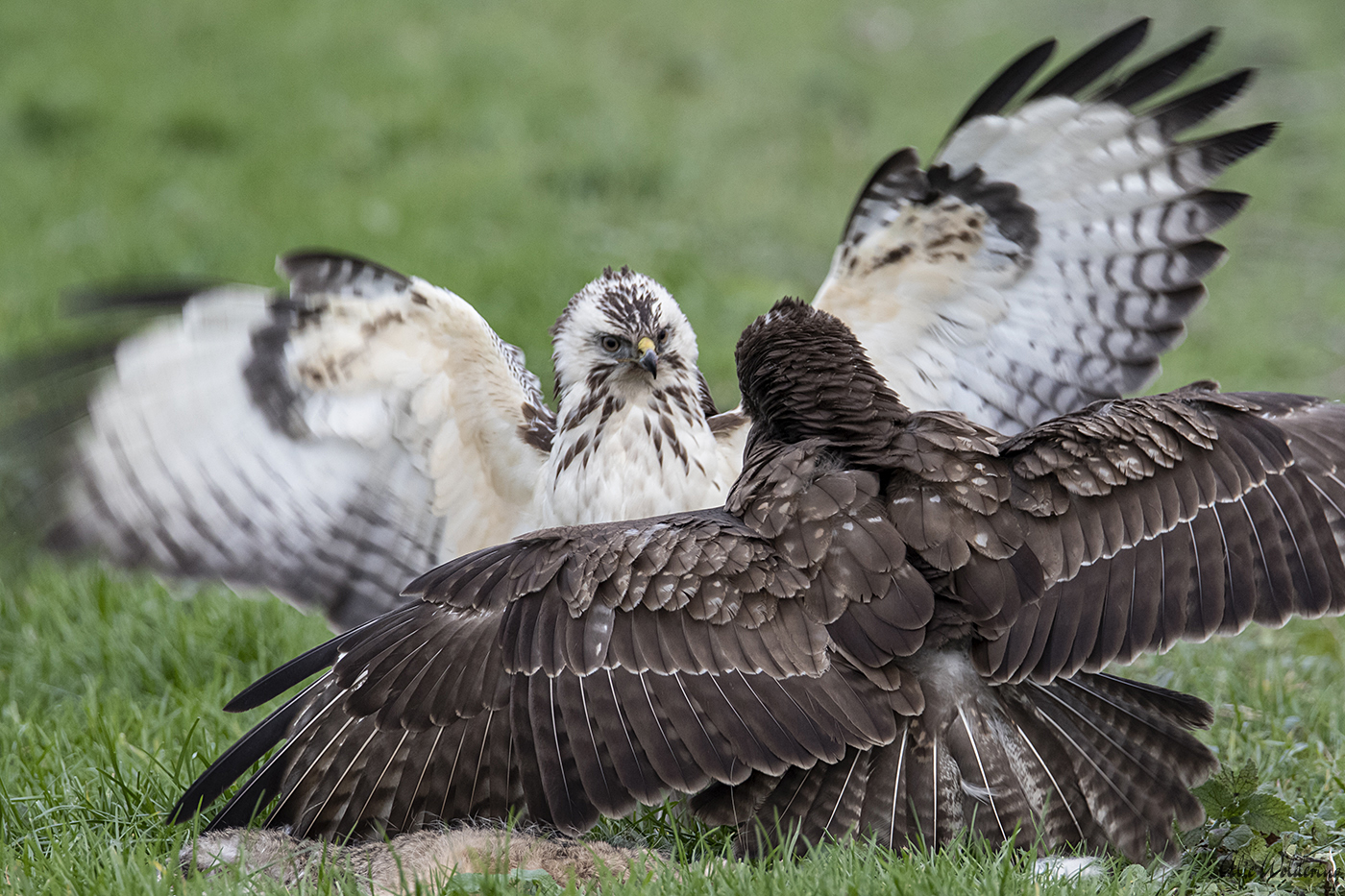 Buizerd