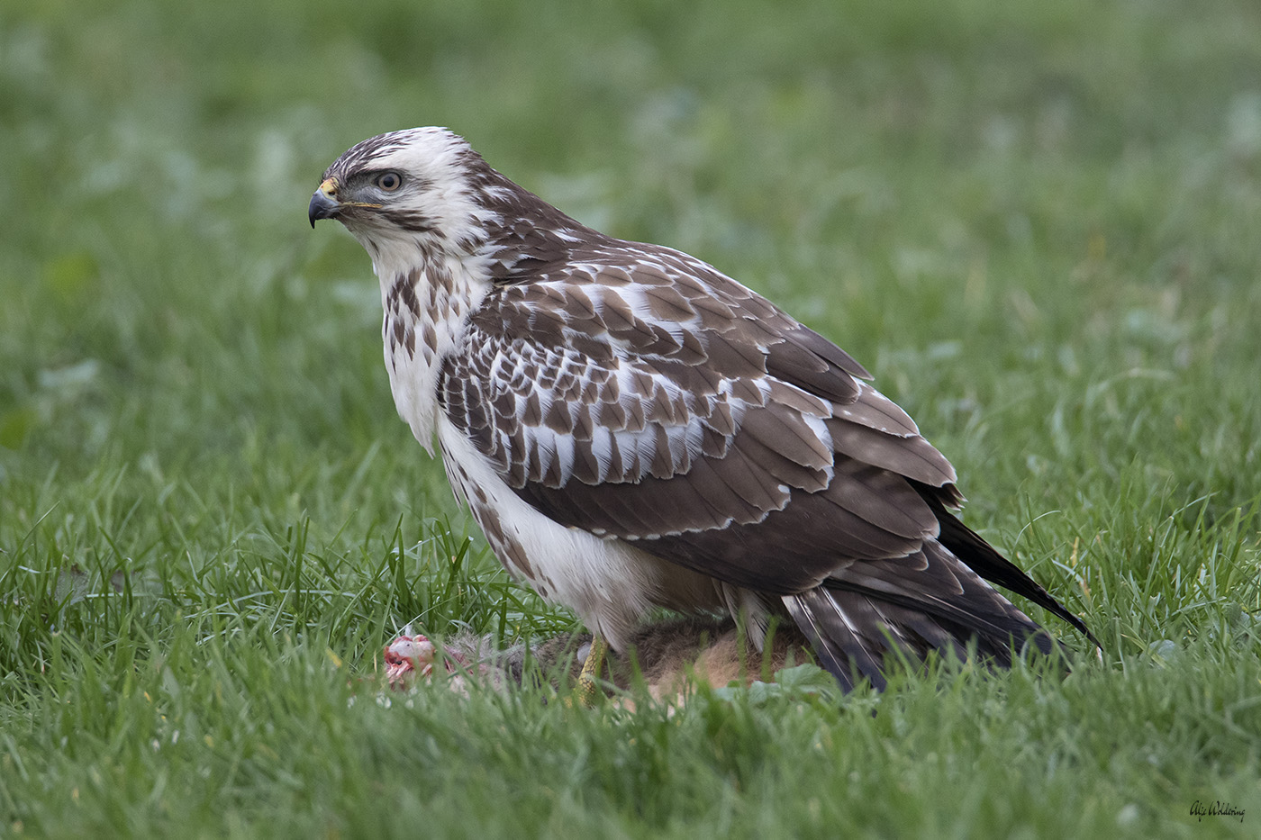 Buizerd