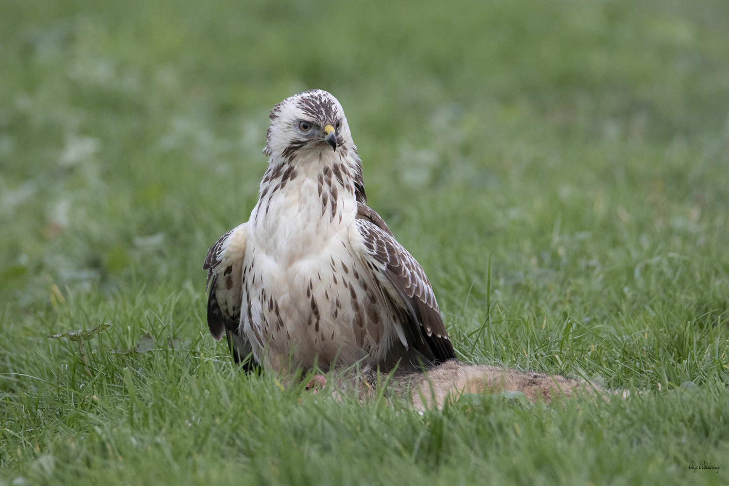 Buizerd