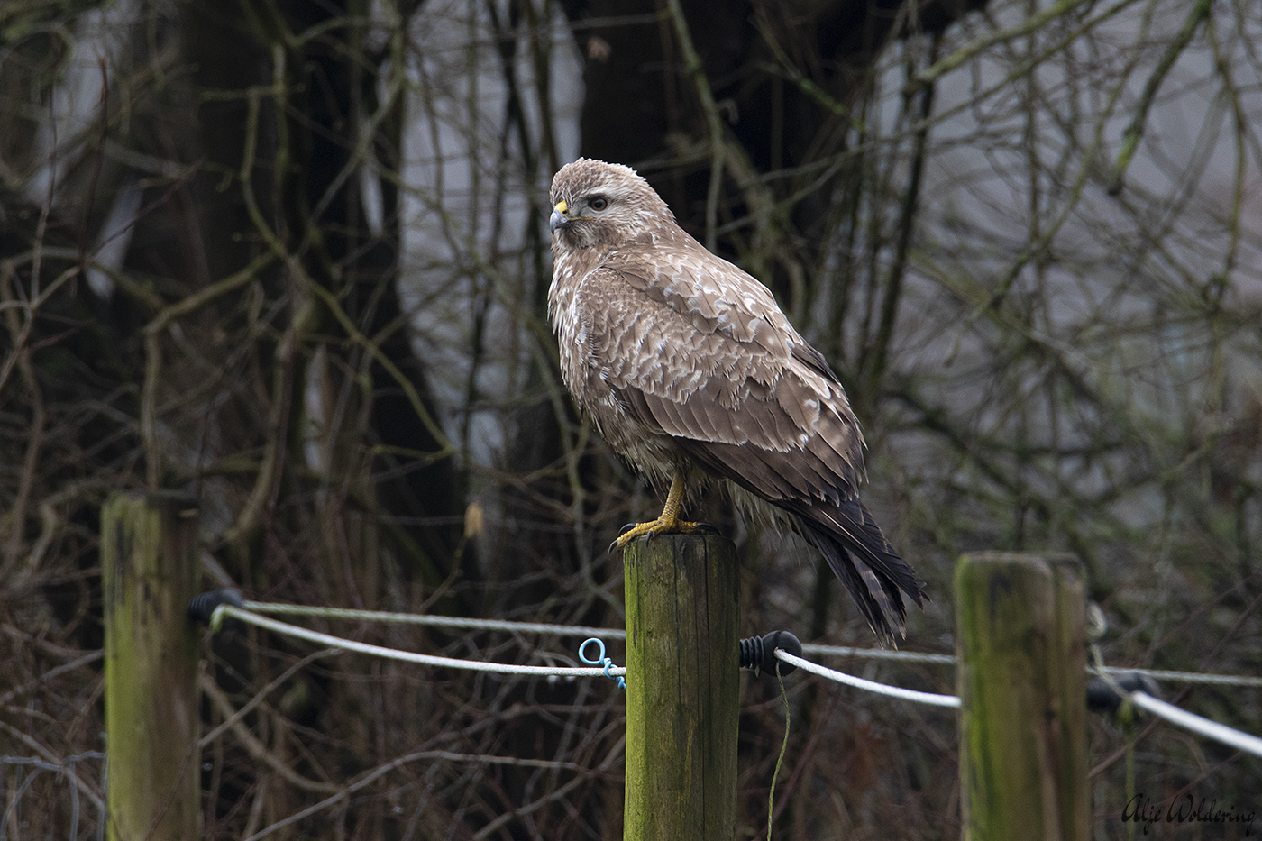 Buizerd
