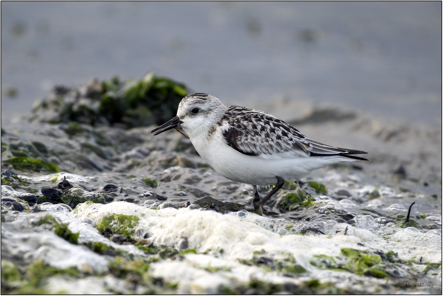 Drieteenstrandloper