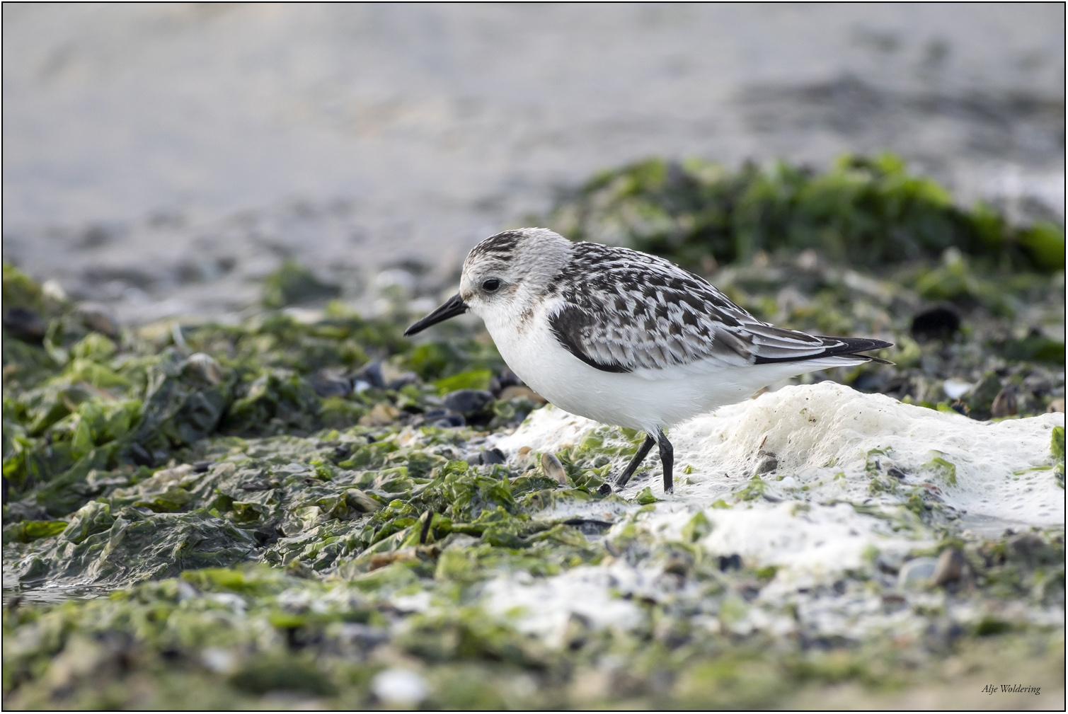 Drieteenstrandloper