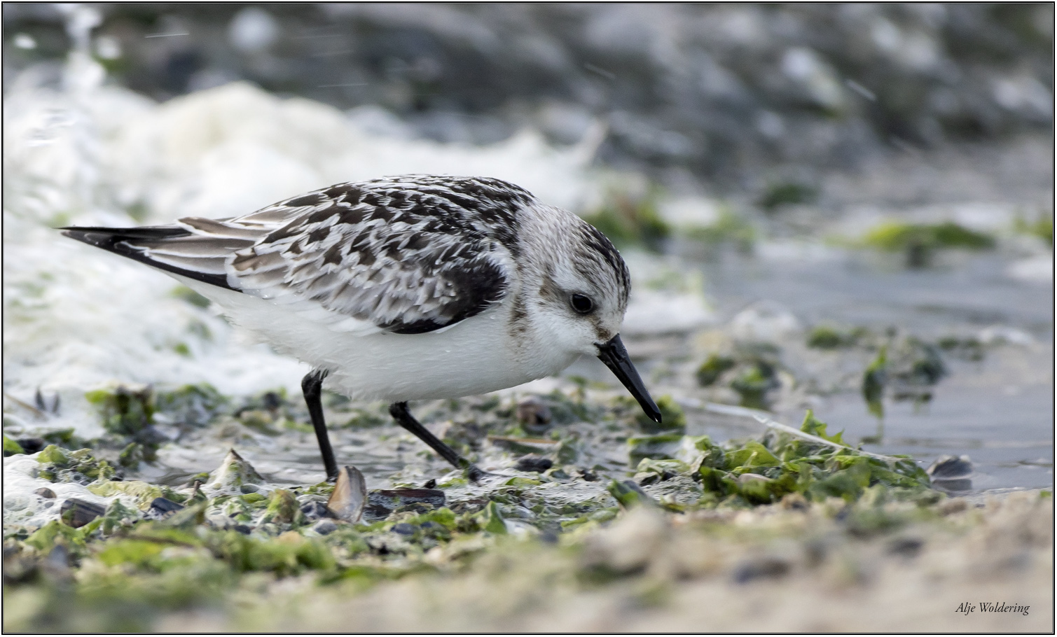Drieteenstrandloper
