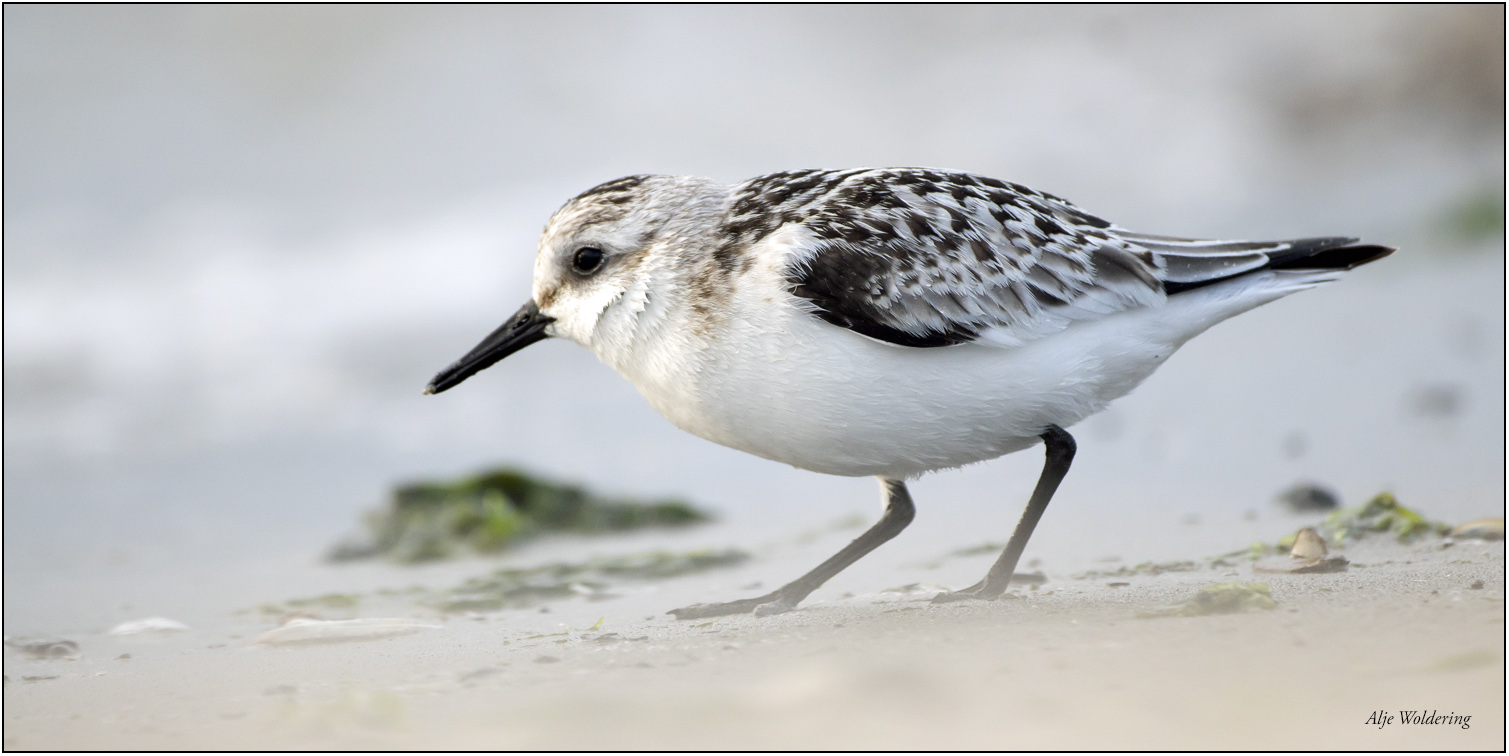 Drieteenstrandloper