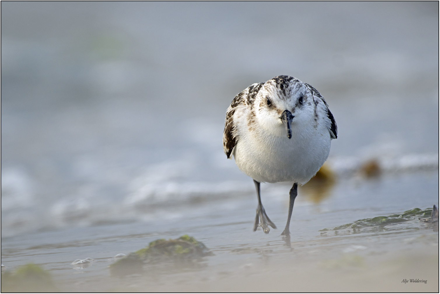 Drieteenstrandloper