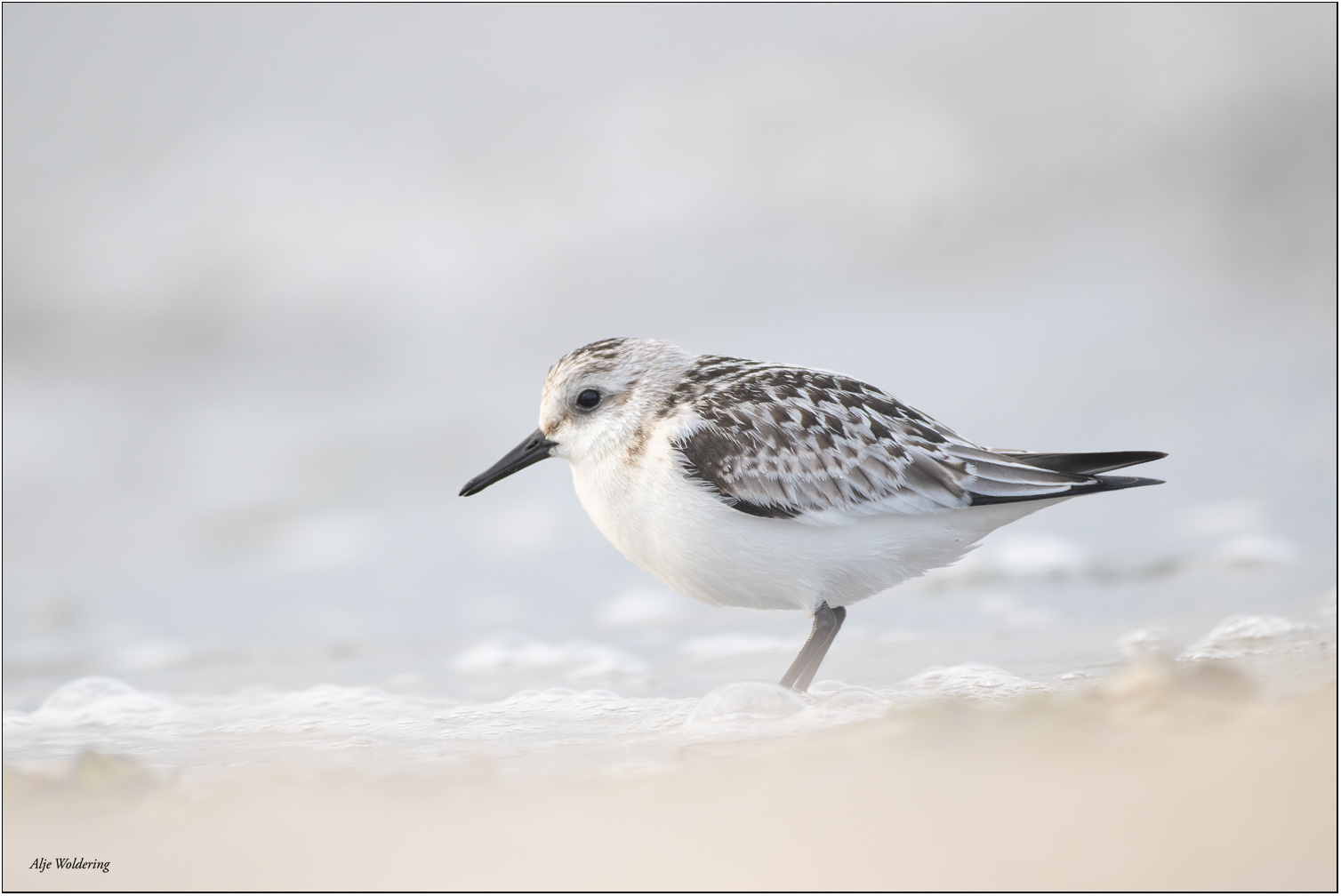 Drieteenstrandloper