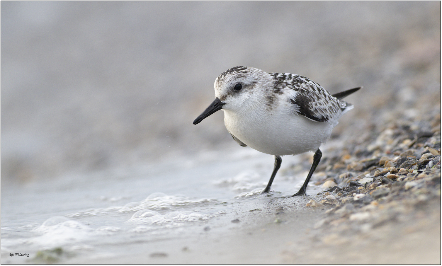 Drieteenstrandloper