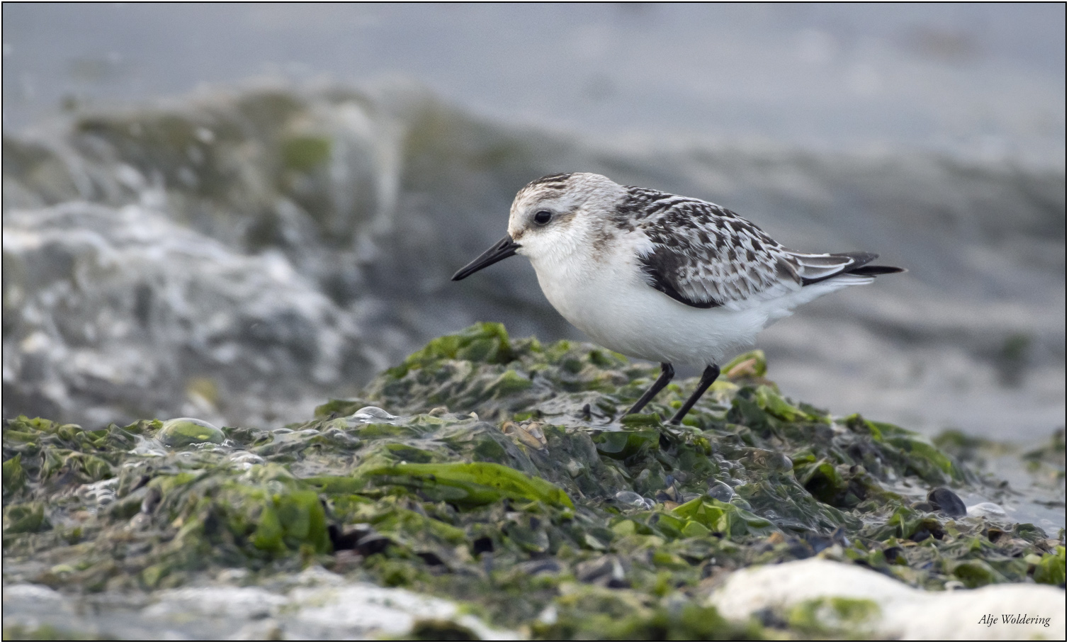Drieteenstrandloper