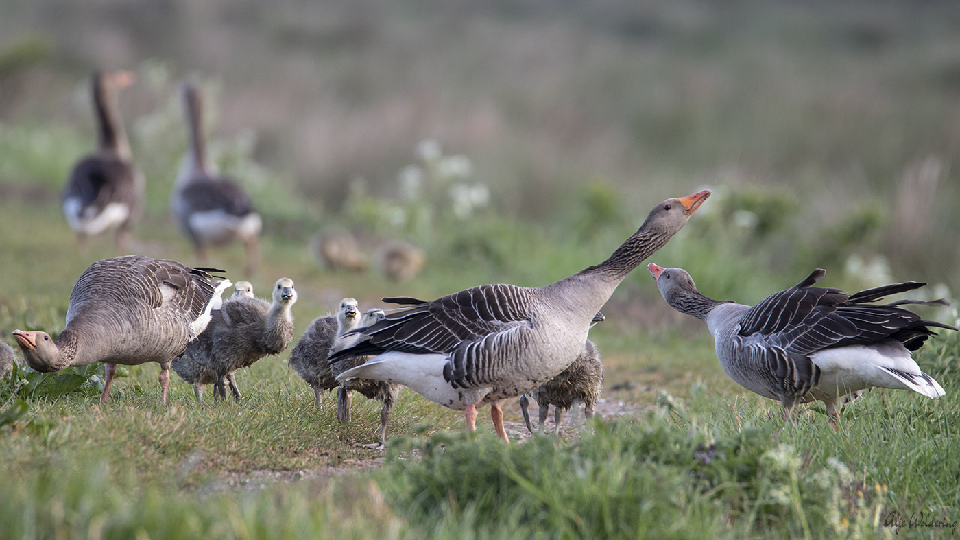 Grauwe gans