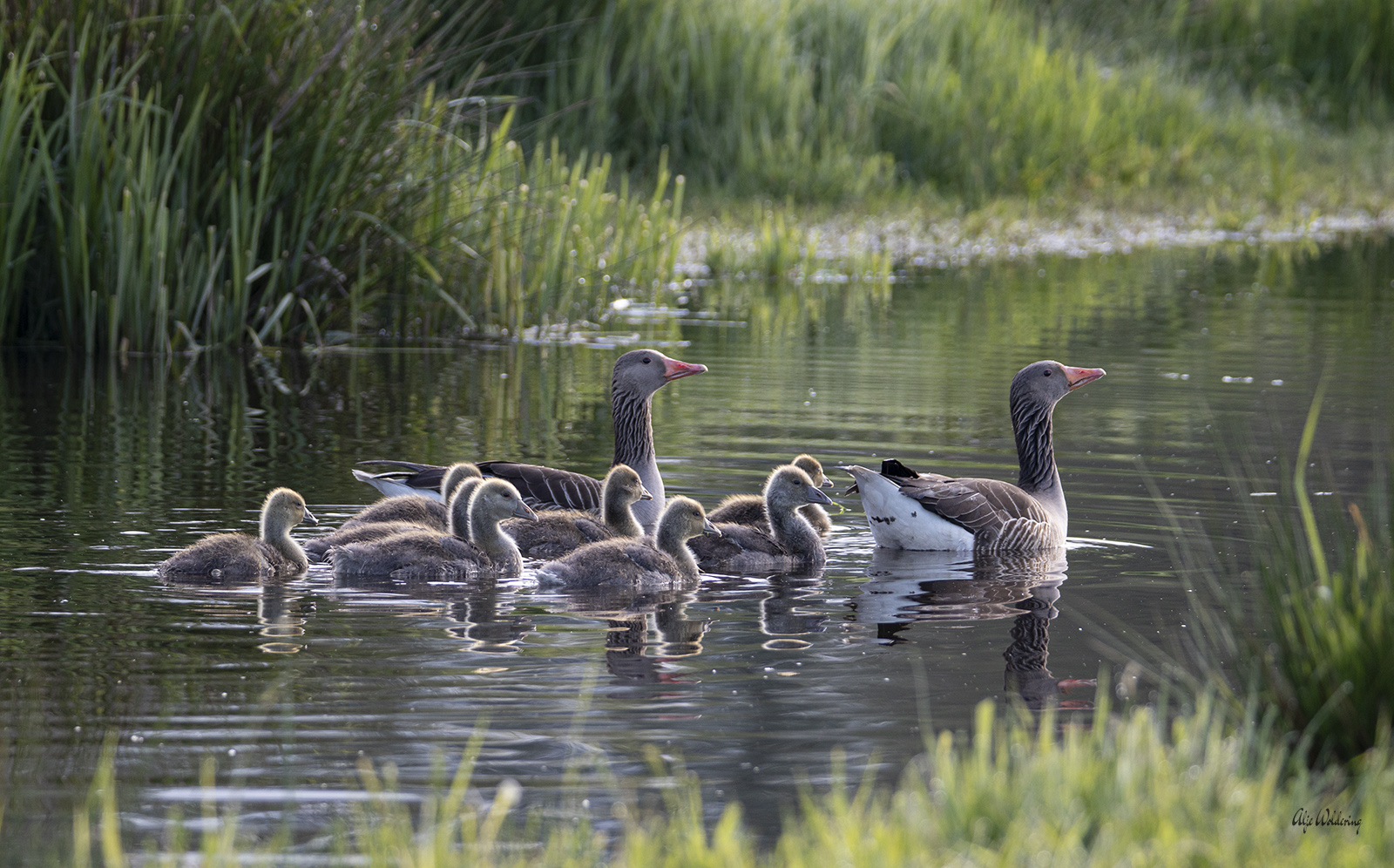Grauwe gans