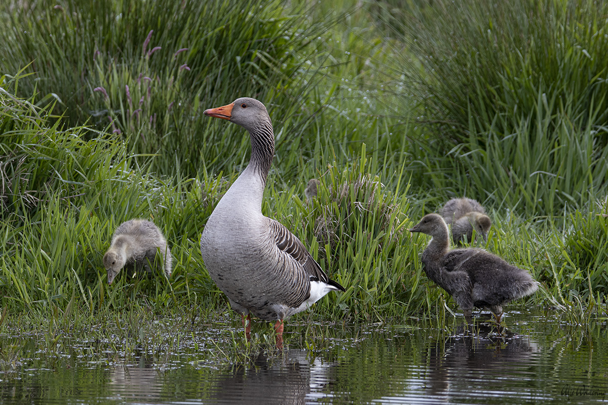 Grauwe gans