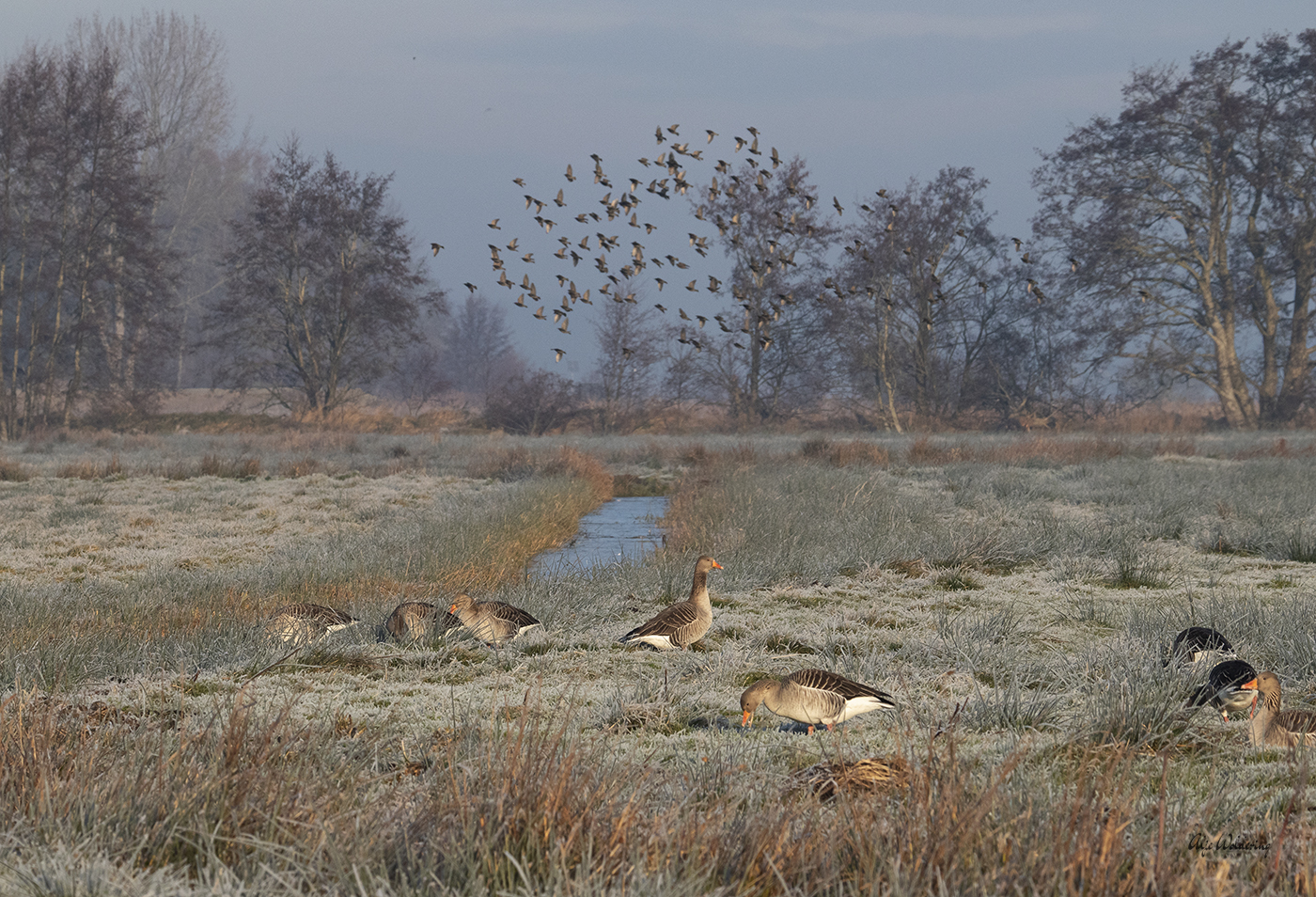 Grauwe gans