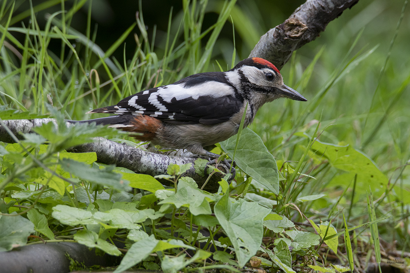 Grote bonte specht