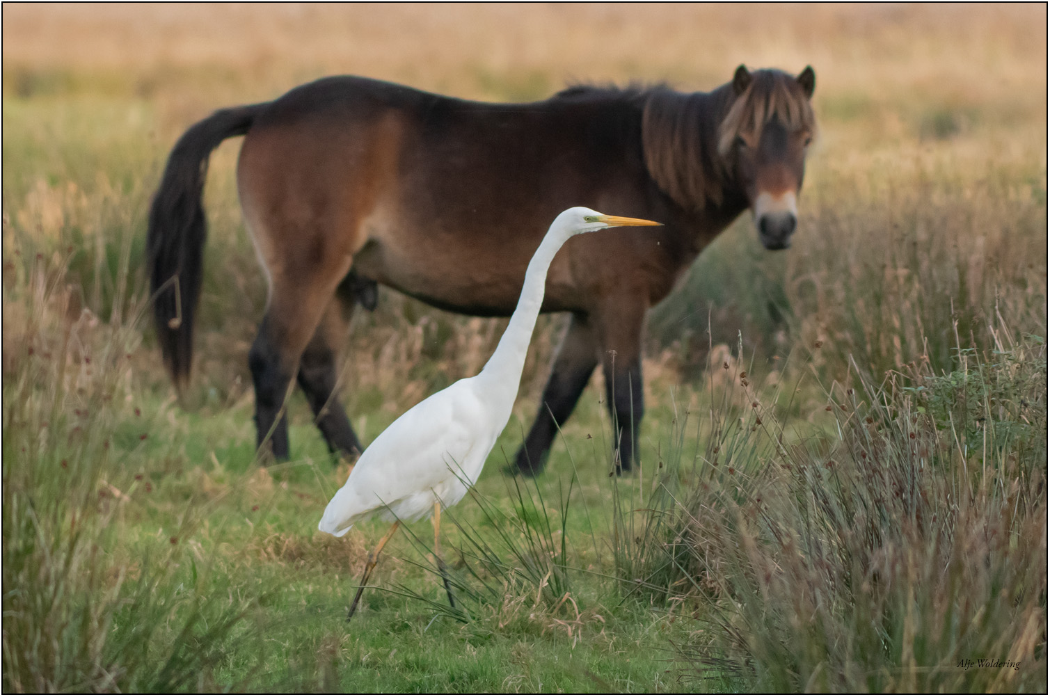 Grote zilverreiger